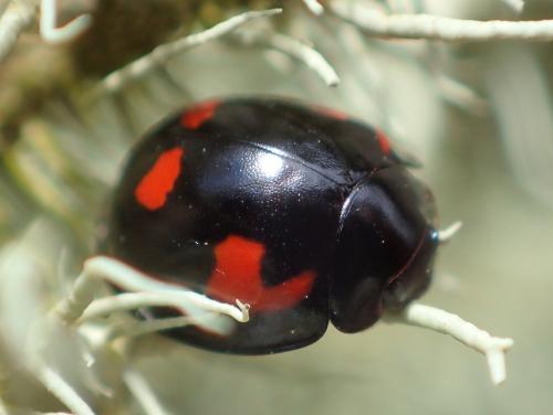 Exochomus quadripustulatus